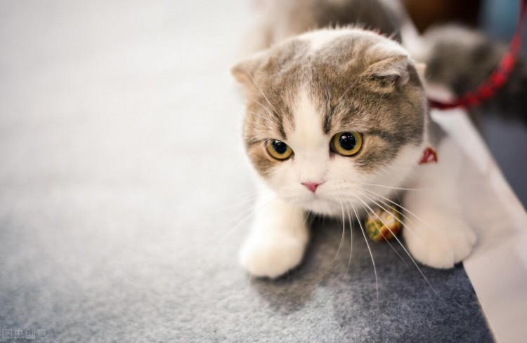 介绍了一只苏格兰折耳猫从东莞托运回上饶的案例