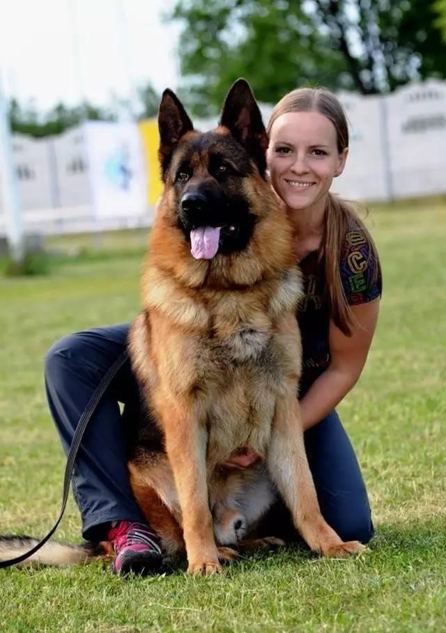 女生都爱养德国牧羊犬因为这几点真的很值得