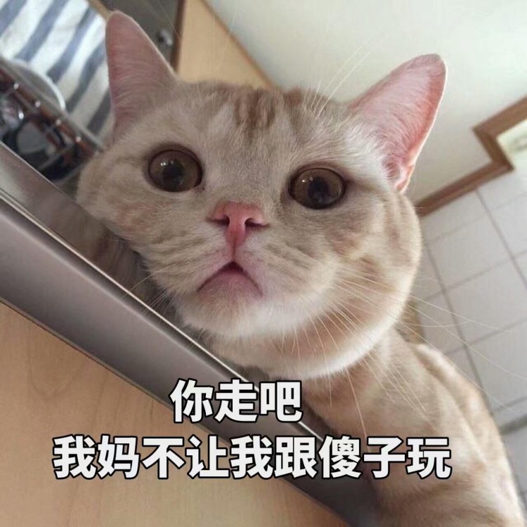 猫咪经常做这几件事，说明智商很低，养着心累