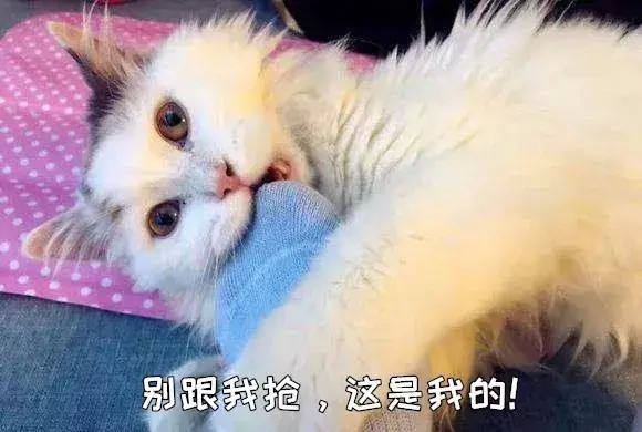 二手烟对猫咪有害吗