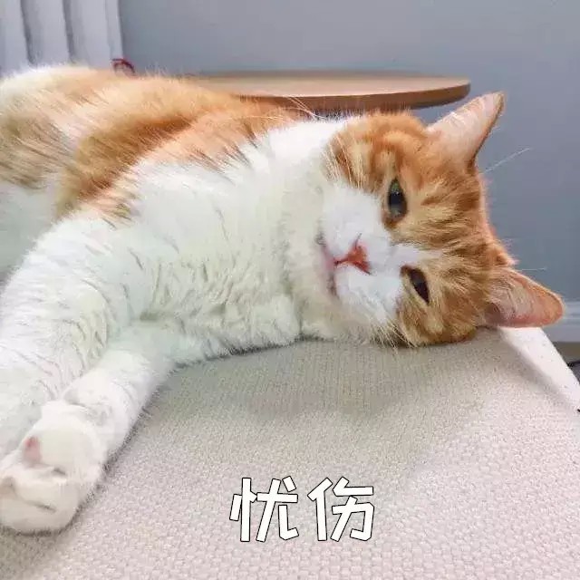 二手烟对猫咪有害吗