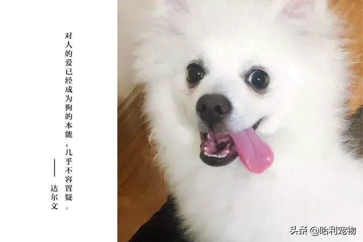 银狐犬讨人喜欢为啥养的人不多