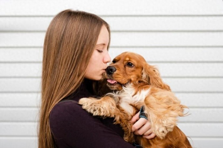 可卡犬脱发？如何减少可卡犬脱发的情况？