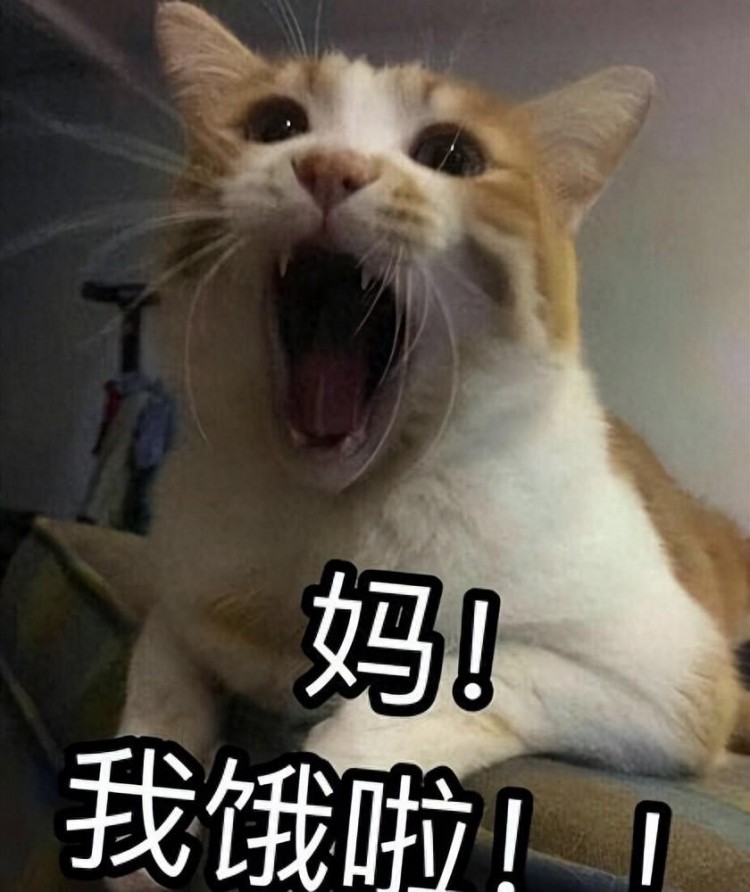 揭秘！挑选猫粮的技巧，快收藏！