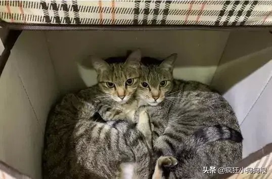 两只虎斑猫的默契超好,动作神同步,网友:这是复制猫吧!