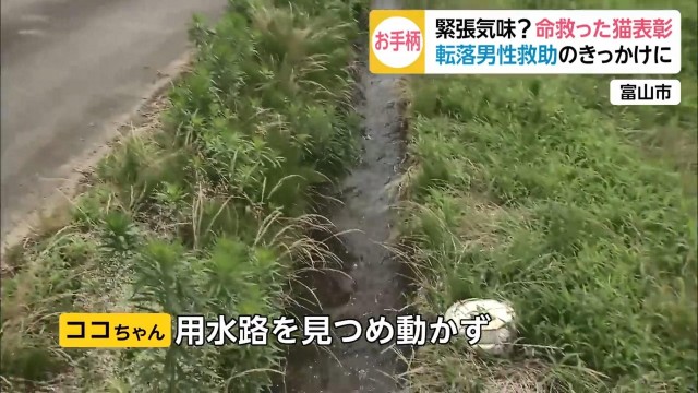 老人摔进沟里，猫咪跟路人合力救起！警察蜀黍奖励它一包猫粮