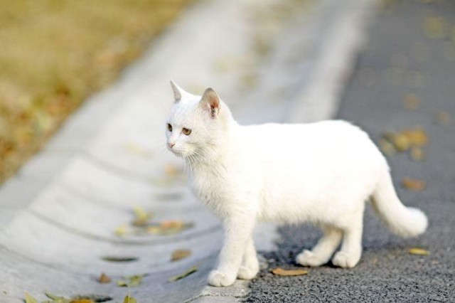 猫界谁的颜值高当属5种中华田园猫平分秋色﻿