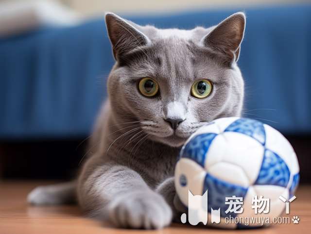 康旭医院，给小猫最贴心的照顾是什么？